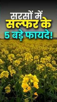 5 Big Benefits of Sulfur in Mustard! 🔥 #mustard #fertilizer #agrostar #farming #agriculture