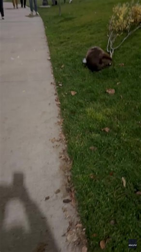 A beaver charmed pedestrians on an Idaho footpath recently, blocking traffic as it lumbered across a sidewalk toting a large branch in its teeth.