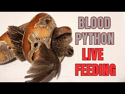 Must watch. Blood python stalks quail. Blood python live feeding #livefeeding #reptiles #snake