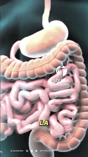 All About the Colon: What You Need to Know