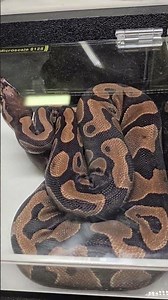 Repticon Costa Mesa 2025: Ball Python Highlights 😁 Lo mejor de las Pitones Bola