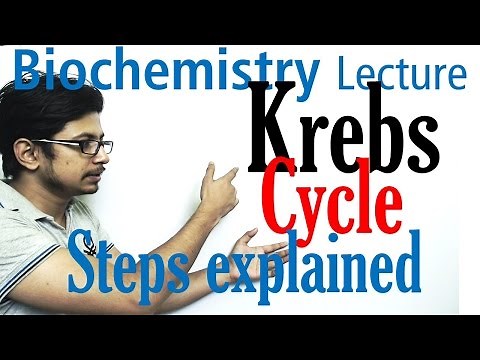 Krebs cycle