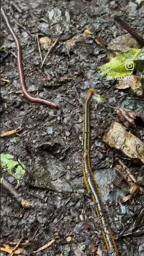 Leech eat worm, from k.tsujipon (instagram) #wildlife #nature