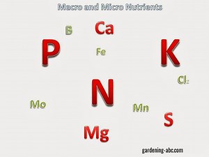 Nutrition In Plants: A Simple Guide To Essential Plant Nutrients
