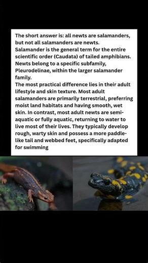 STOP Saying 'Newt'! 🛑 The REAL Difference Between Newts and Salamanders #wildlife #facts #shorts