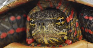 Snapping Turtle vs Painted Turtle: What Are The Differences?