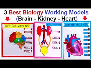 3 best biology working project models for science project exhibition 2026 | easy | craftpiller
