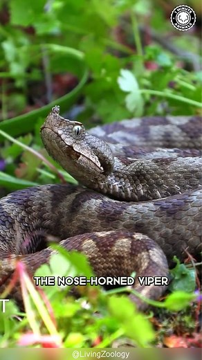 127K views · 3K reactions | Nose-Horned Viper  Europe's Most Dangerous Snake! | 1 Minute Animals Discover the striking yet perilous world of the Nose-Horned Viper, Europe's enigmatic serpent, known for its potent venom and remarkable adaptations. #NoseHornedViper #EuropeanViper #SnakeBite #VenomousReptile #WildlifeEurope | 1 Minute Animals | Facebook