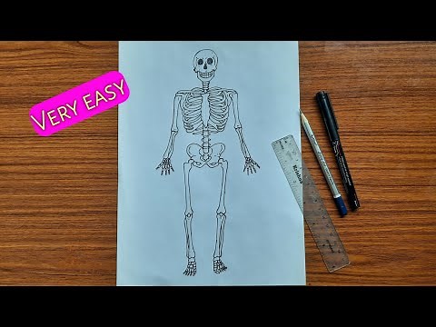 How to draw human skeleton | Human anatomy drawing | Skeleton drawing very easy