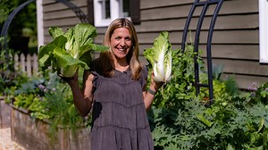 Should You Tie Up Your Cabbage Heads? • Gardenary