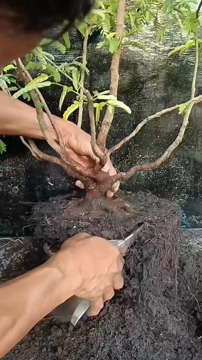14K views · 2.1K reactions | Don't do this to tamarind, friends, just let me try it  #tamarindus #bonsaitree | Karimun Java | Facebook
