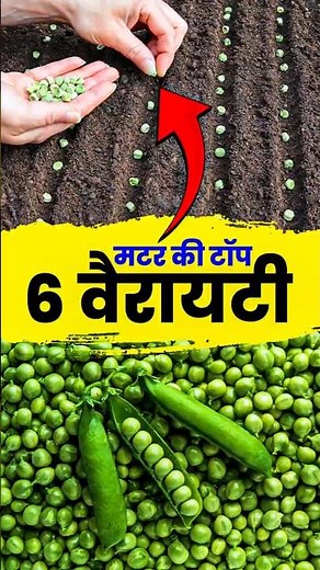 Top 6 Pea Varieties – Great Yields in 100 Days! | Best Pea Varieties for High Yield | #shorts