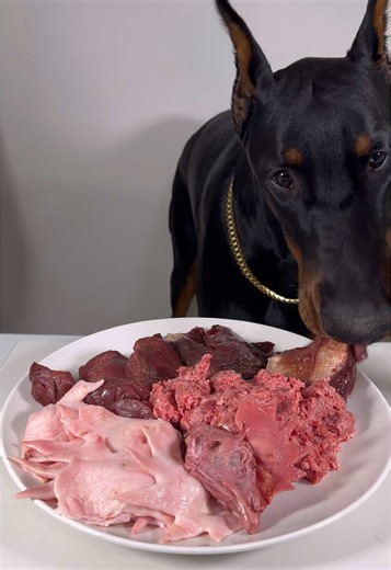 Doberman ASMR🔥 @FooDog_japan 🍖 #ドーベルマン #doberman #dobie #愛犬#dobermanpinscher #dobermann #dobermanpride #dogasmr #asmr #咀嚼音 #犬ご飯 #mukbang #rawfood #dogmukbang #dogeating