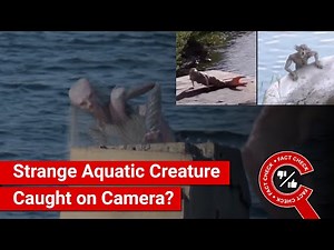 FACT CHECK: Viral Video Shows Strange Aquatic Creature Caught on Camera?