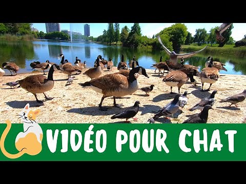 Vidéo pour chat et chaton : oiseaux 😺