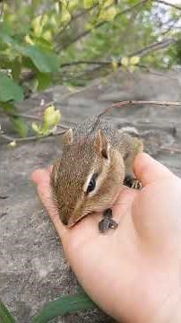 Hand feeding a chipmunk
