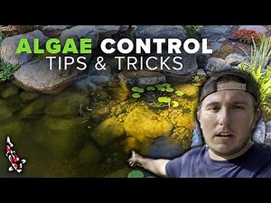 How To Control Algae In Your Water Feature (Algae Treatment Guide)