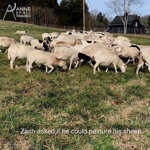 3K views · 143 reactions | Restoring Pasture with Rotational Grazing! | Anne of All Trades | Facebook
