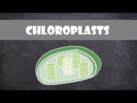 Chloroplast Structure and Function | Botany | Cell Biology