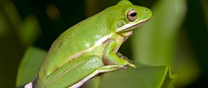 Green Tree Frog