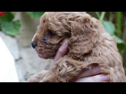 Buying a dog - essential advice - useful tips and questions to ask