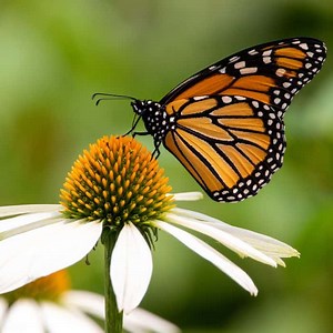 Everything You Need To Teach The Butterfly Life Cycle For Kids