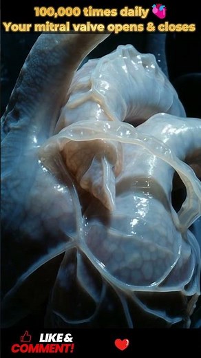 How Your Mitral Heart Valve Opens & Closes | Heart Anatomy | 16