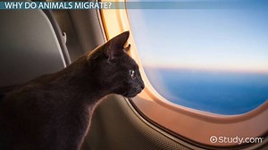 Migration Lesson for Kids: Definition & Facts