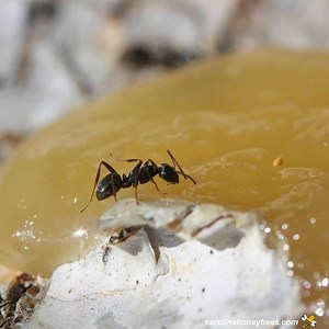 Keeping Ants Out of Your Beehives- Carolina Honeybees