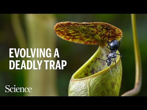 These carnivorous plants won the evolutionary jackpot