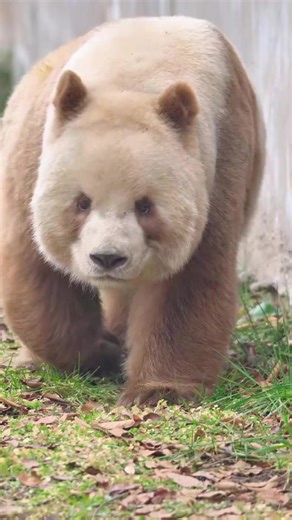 Qizai, bleating all the way as he walks#GiantPandaQizai #GiantPanda#ForYouPage#viral