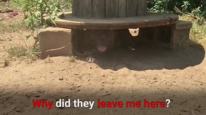 385K views · 2.1K reactions | More than 7,500 dogs have received shelter from the sweltering heat of summer. Will you help us add another neglected dog to that list? | PETA (People for the Ethical Treatment of Animals) | Facebook