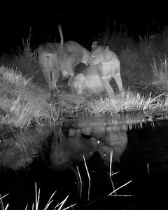 90K views · 423 reactions | Chester Zoo on Reels | Facebook