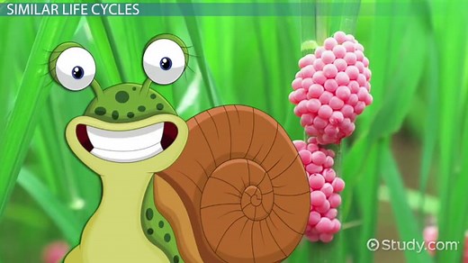 Snail | Overview, Life Cycle & Reproduction