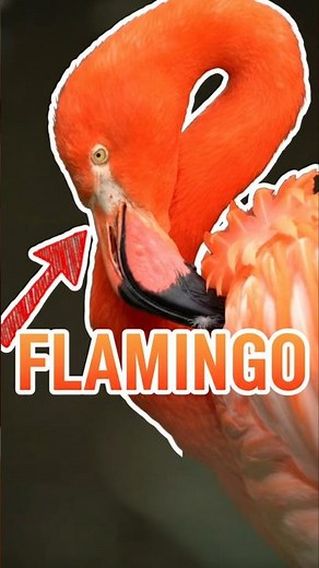 Flamingos are not born pink😱🩷 #flamingo #animals #shorts