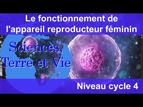 How the female reproductive system works