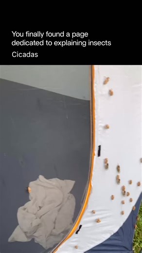 Explaining Insects 🦋 on Instagram: "The cicada shell is the result of molting, a process called ecdysis, in which a cicada sheds its old exoskeleton after emerging from the ground. When a cicada nymph has fully developed underground, it climbs onto a tree, wall, or other surface and splits its hardened outer skin. The adult cicada slowly pulls itself out, leaving behind the empty shell—known as an exuvia. This shell is a dry, hollow replica of the nymph’s body and often remains clinging to surf