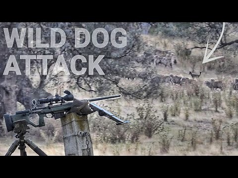 WILD DOG ATTACK Chasing Sheep - 300PRC Puts It To Sleep - Hunting Wild Dogs Victoria Australia