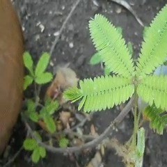 This is a Mimosa pudica plant; the leaves move in response to being touched. 👉 The plant has specialised motor cells at the base of each leaf, which cause movement when triggered by an electrical signal. This signal is achieved by hitting the plant, heating it up, or cooling it down. ⚡ When the electrical signal reaches the motor cell, it causes potassium ions to leave the cell, followed by a loss of water. 💧 This water loss means less force is applied to the cell walls, which causes the motor