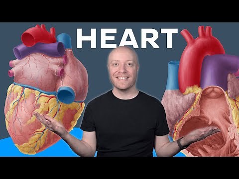 Heart anatomy MADE EASY | Kenhub