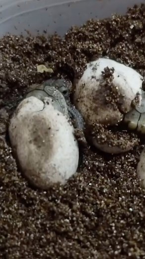 5.3K views · 901 reactions | How I cook turtle eggs! 讀☺️   ~~~~~~~~~~~~~~~~~~~~~~~~~ #turtle #turtles #terrapin #terrapins #malaclemys #diamondbackterrapin #mondays #crown #reptile #reptiles #petsofinstagram #dbt #cute #babyturtles #aquascape #pond #ponds #koi #fishkeepers #fish #fishkeeping #concentricterrapin #ornate #concentric #colors #beautiful #nature #wildlife #petsofinstagram #reptilekeeping #aesthetic | DanTheTurtleMan | Facebook