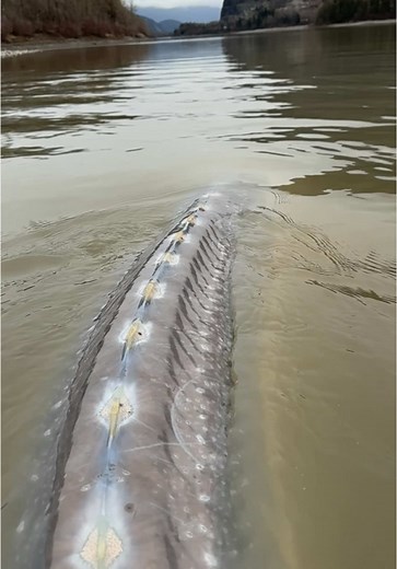 Sturgeon Fishing: Catching Prehistoric River Monstrosities