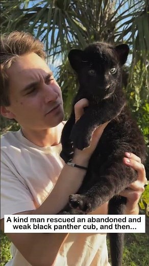 Rescuing a black panther cub #lovestory #animals #wildliferescue #cute #blackpanther #rescue #love