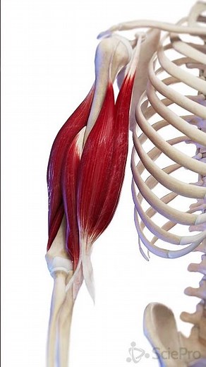 💪 Unveiling the Biceps: Anatomy and Movement 💪 #anatomy #meded #3danimation