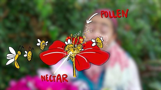 KS1 / KS2 Science: What is pollination and how does it work?