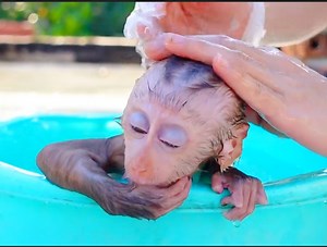 29K views · 1.4K reactions | Really beautiful monkey Pupu take bath in bowl obedient mom routine bath for him | Camp US News | Facebook