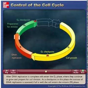 Control of the Cell Cycle