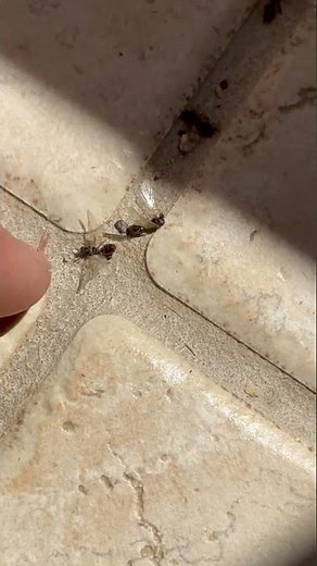 Flying Termites vs Flying Ants