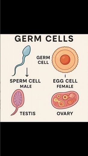 Germ cells #germcells