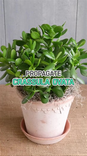 Rooting for growth! Follow these simple steps to multiply your Crassula Ovata and grow your green family 🌱 #planttips #planthacks #propagation #crassulaovata #freeplants #CrassulaCuttings #SucculentPropagation | Succulents Box
